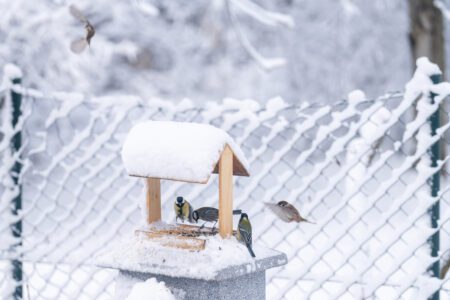 Grow Your Own Birdseed Image